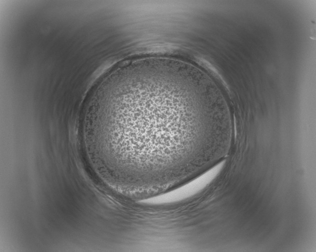 X0000066100483200603241522