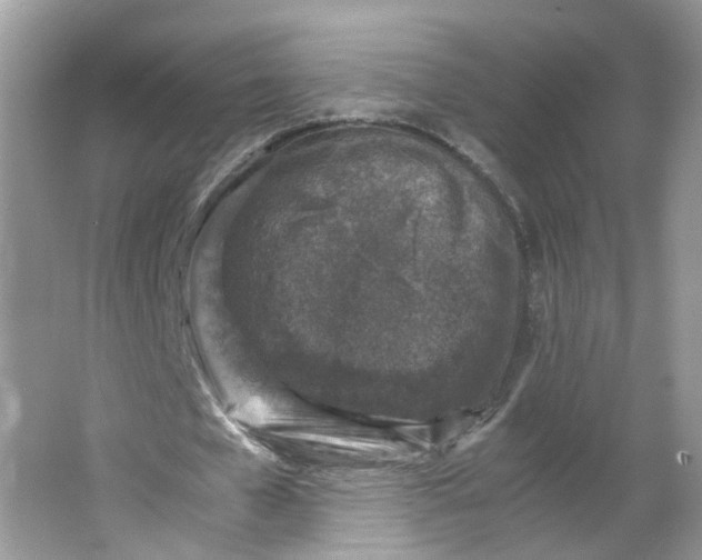 X0000066100577200603241520