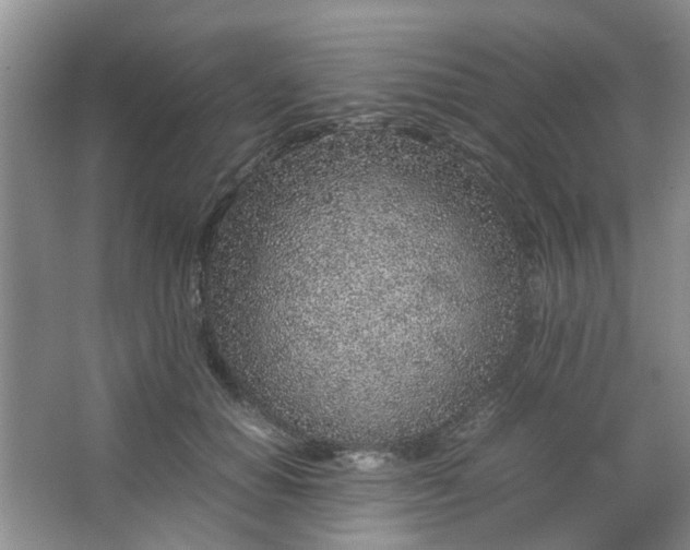 X0000066100654200603241519