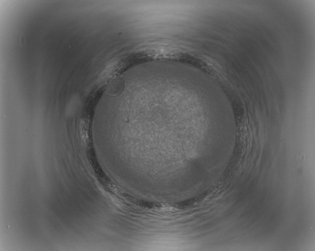 X0000066100695200603241518