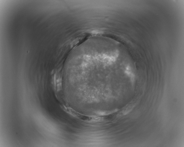 X0000066100720200603241518