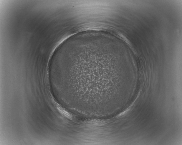 X0000066100779200603241517