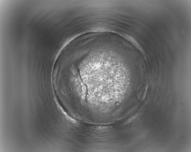 X0000066100839200603241516