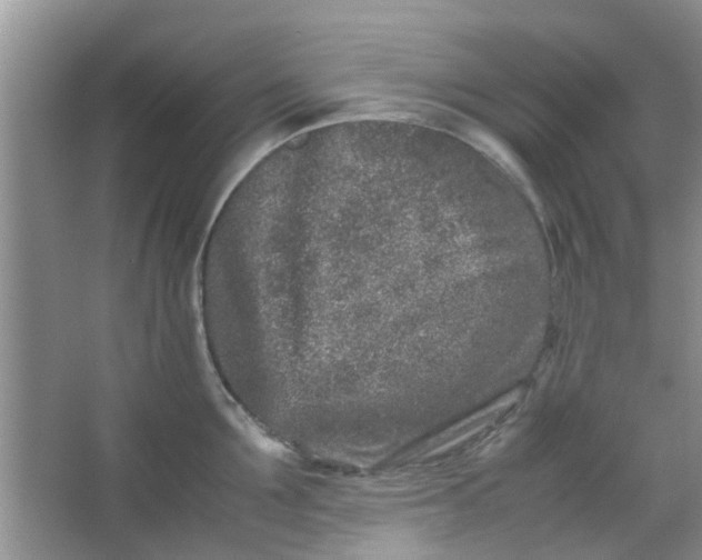 X0000066100907200603241515