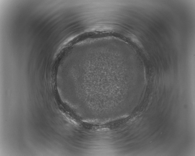 X0000066100920200603241514