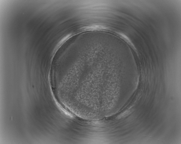 X0000066100946200603241514