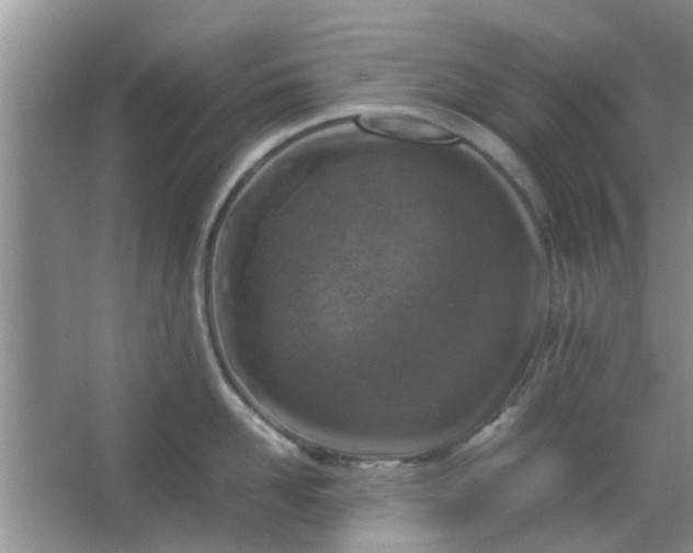 X0000066100958200603241515