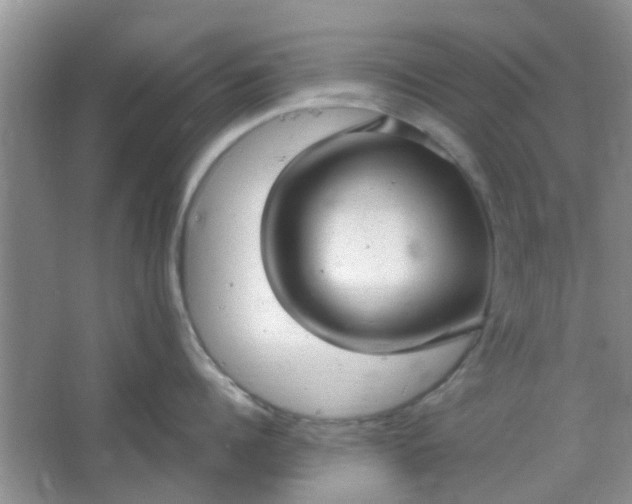 X0000066100960200603241515