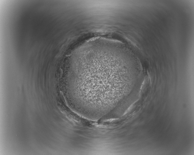 X0000066100961200603241514