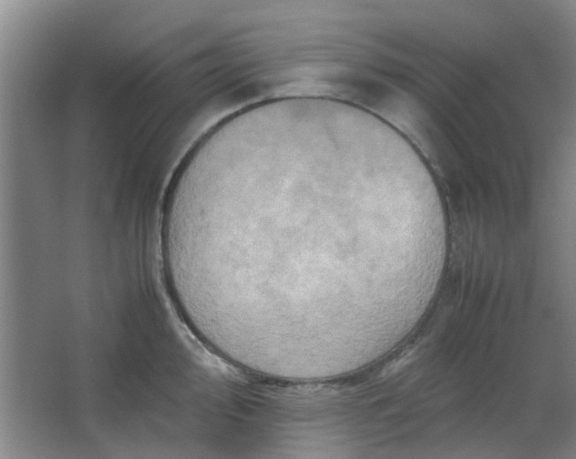 X0000066101000200603241513