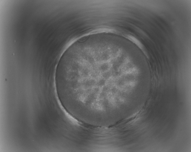 X0000066101055200603241513