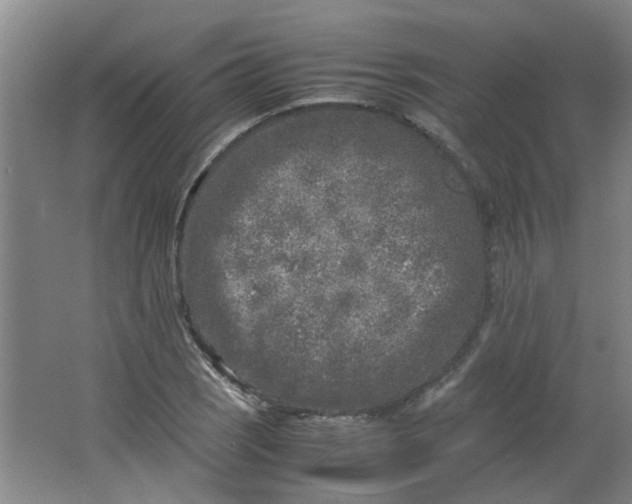 X0000066101121200603241511