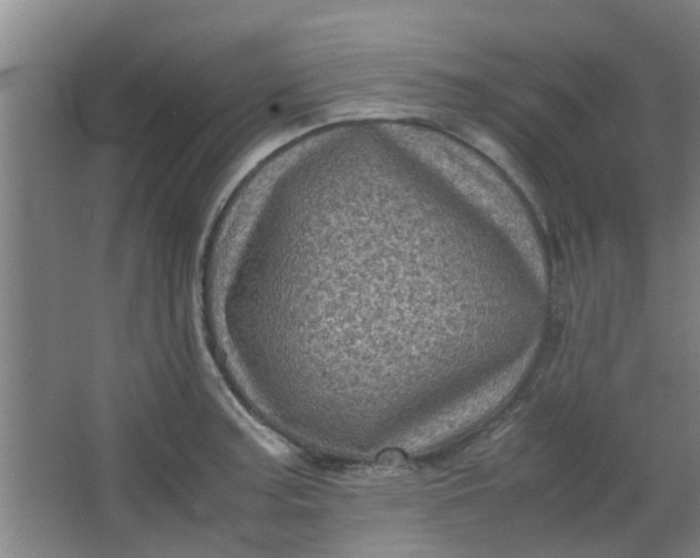 X0000066101187200603241510