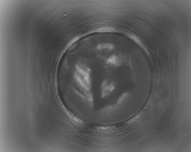 X0000066101229200603241509