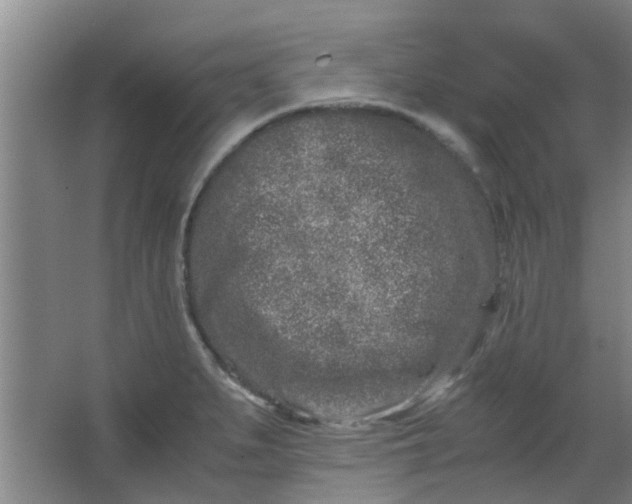 X0000066101279200603241508