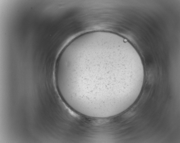 X0000066101294200603241508