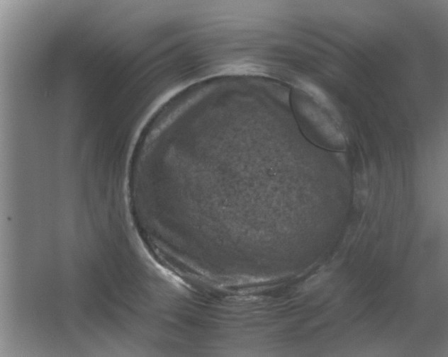 X0000066101331200603241508