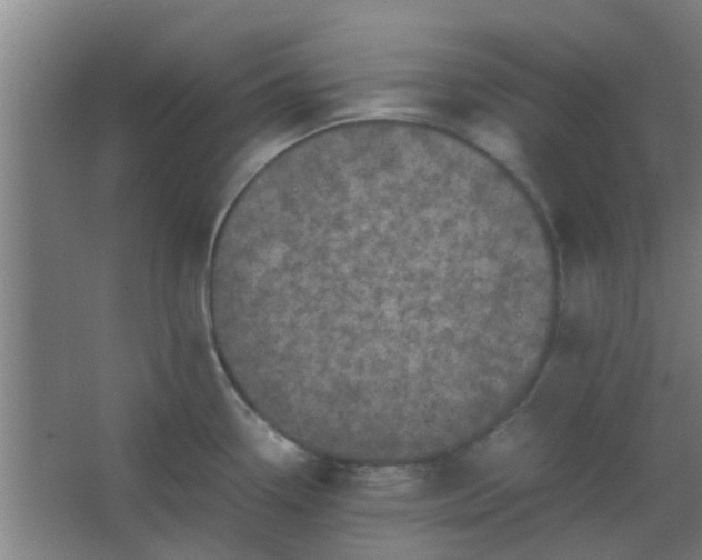 X0000066101338200603241508