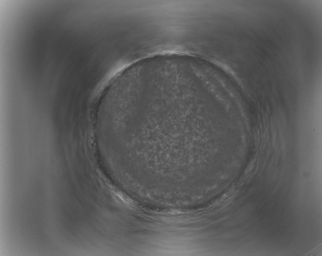 X0000066101359200603241507