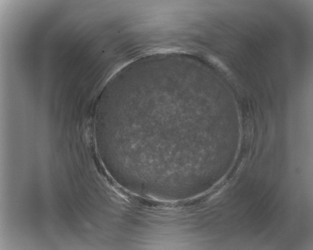 X0000066101361200603241507