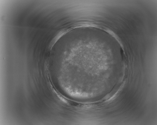 X0000066101385200603241507