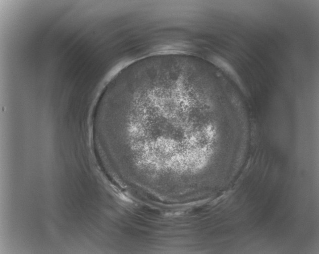 X0000066101419200603241506