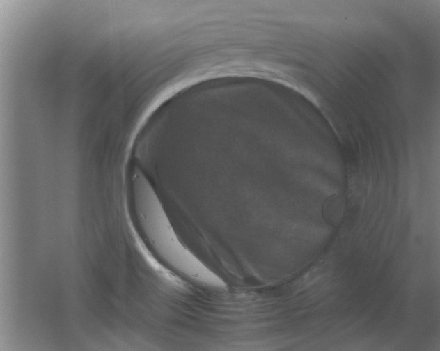 X0000066101515200603241505