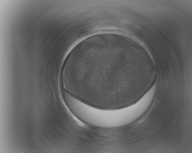 X0000066101533200603241505