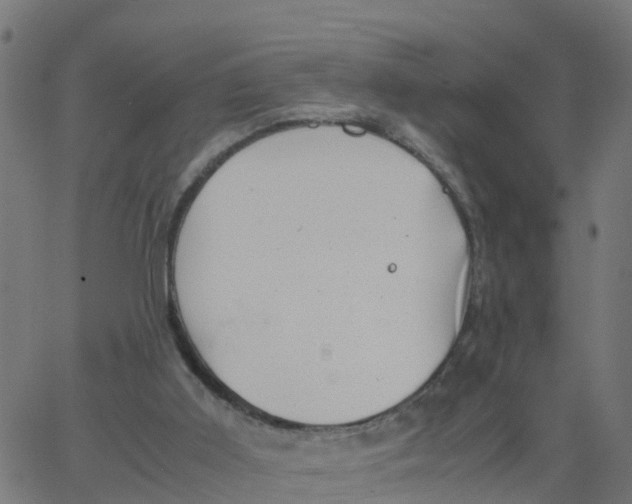 X0000066100011200603312037