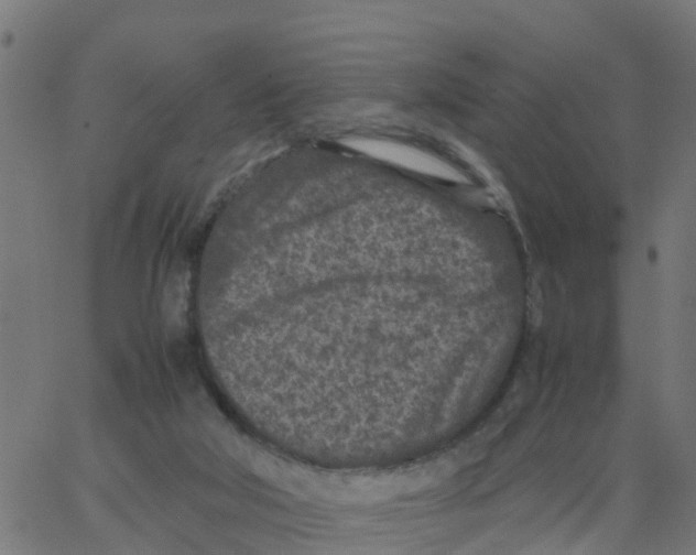 X0000066100018200603312036