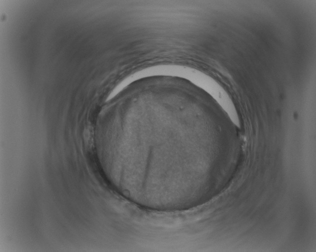 X0000066100029200603312036