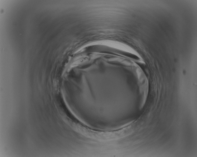 X0000066100031200603312036