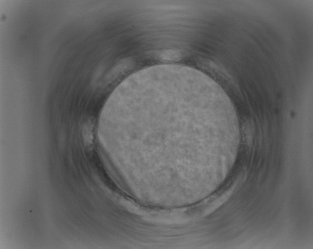 X0000066100032200603312036