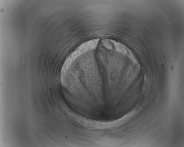 X0000066100048200603312036