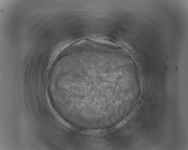 X0000066100049200603312035