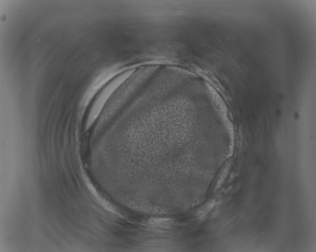 X0000066100055200603312035