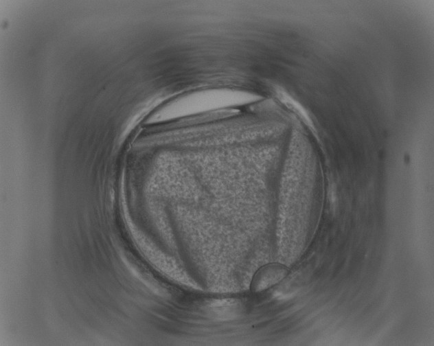 X0000066100059200603312035