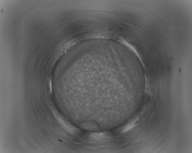 X0000066100061200603312035