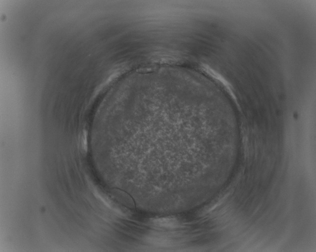 X0000066100067200603312036