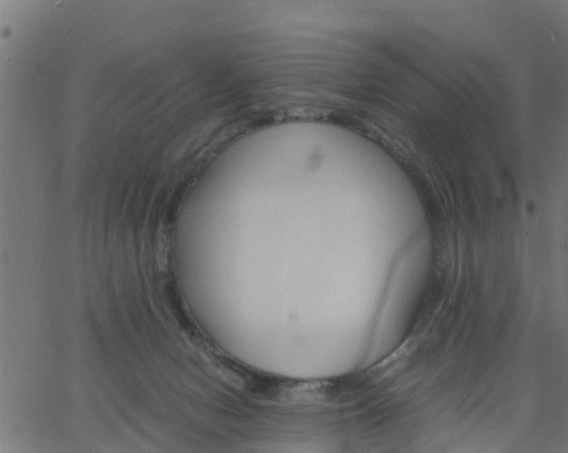 X0000066100078200603312036