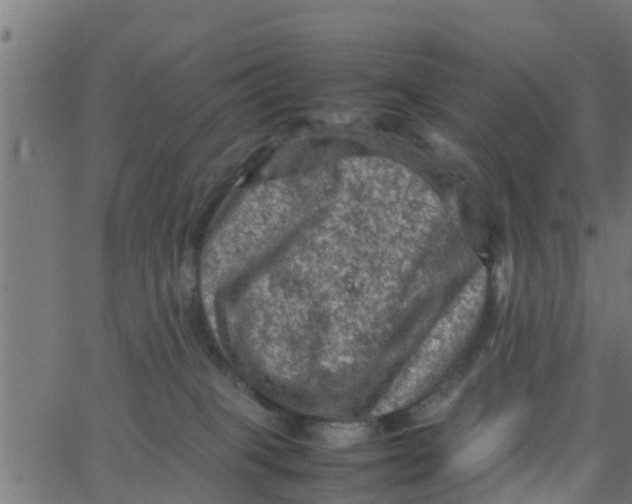 X0000066100085200603312036