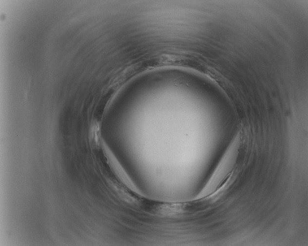 X0000066100094200603312036