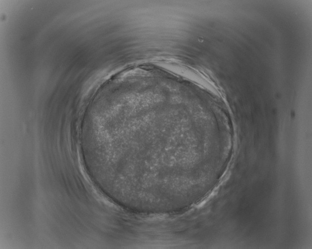 X0000066100097200603312035