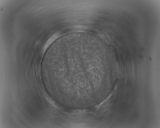 X0000066100099200603312035