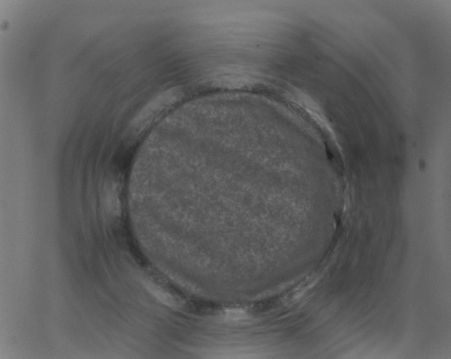 X0000066100114200603312035