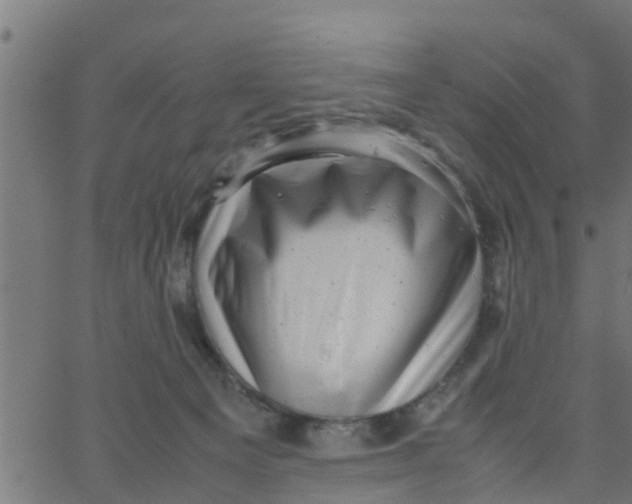 X0000066100129200603312035