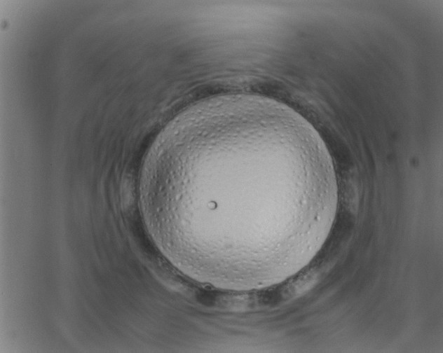 X0000066100131200603312035