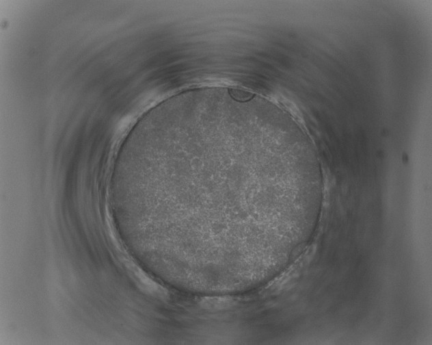 X0000066100145200603312034