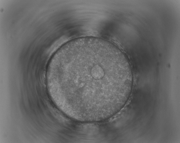 X0000066100146200603312034