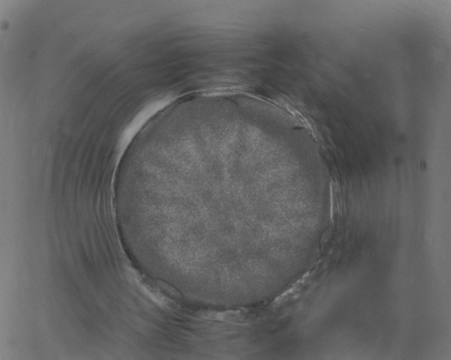 X0000066100147200603312034